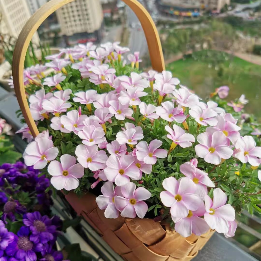 花自开 酢浆草种球幸运草酢酱草进口四季种植庭院阳台室内花卉