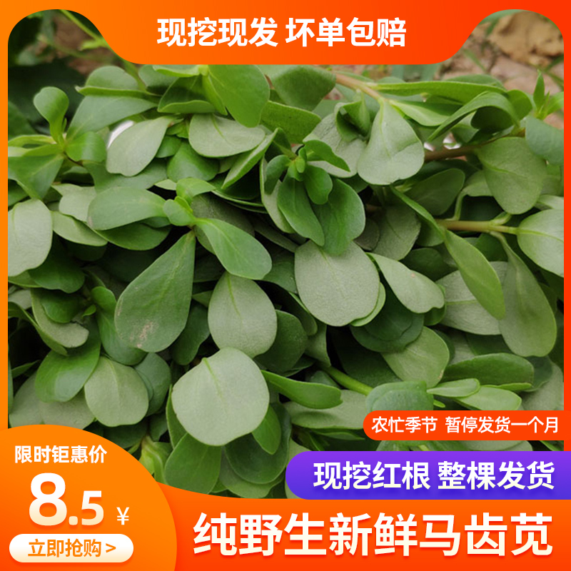 30天新鲜马齿苋菜天然现摘长寿菜瓜子菜老鼠耳野菜五行菜马蜂