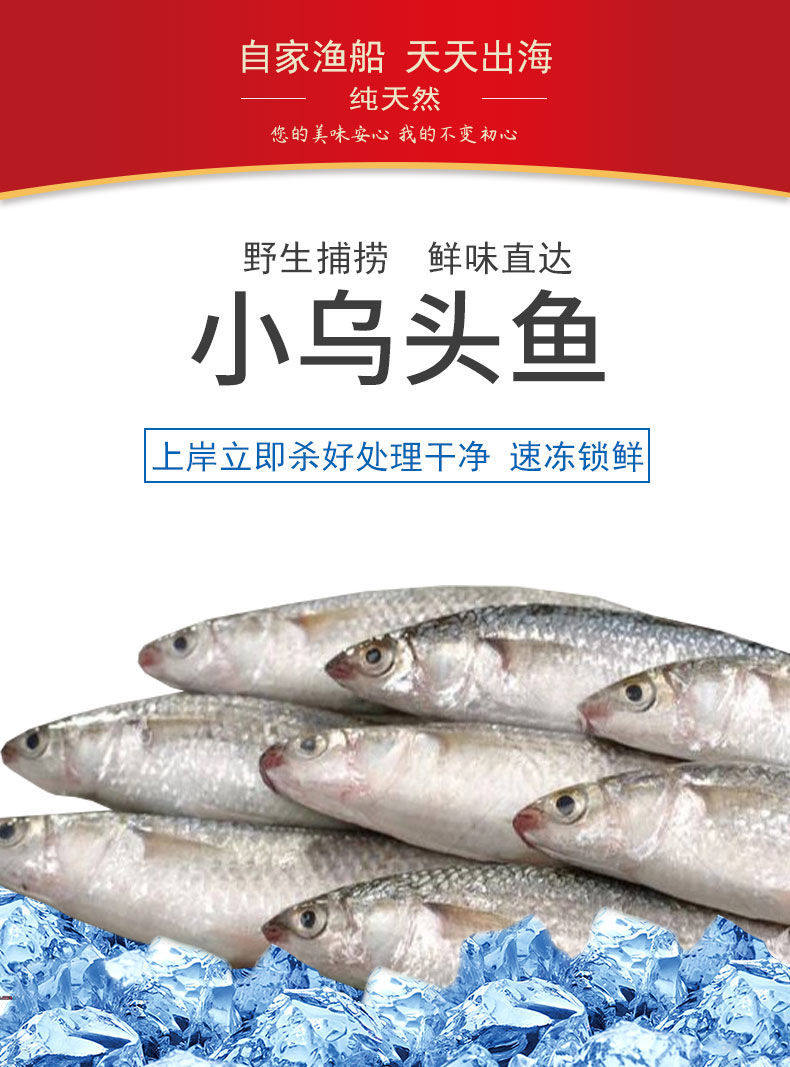 北海海鲜新鲜海捕小乌头白条剂鱼,真空打包,满五斤起顺丰包邮.