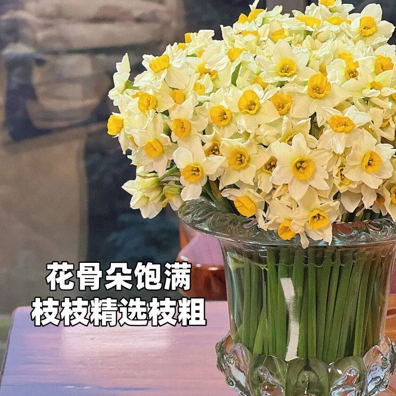水仙花鲜切客厅适合摆放的花懒人适合养的花春晚柜台桌面摆花现采,鲜花速递/花卉仿真/绿植园艺,时令草本花卉,淘宝优惠券,粉丝福利购,淘宝优惠卷