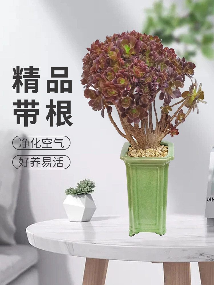 多肉植物老桩法师多年生玫瑰阳台室内朵朵缀邵羞化绿植花卉