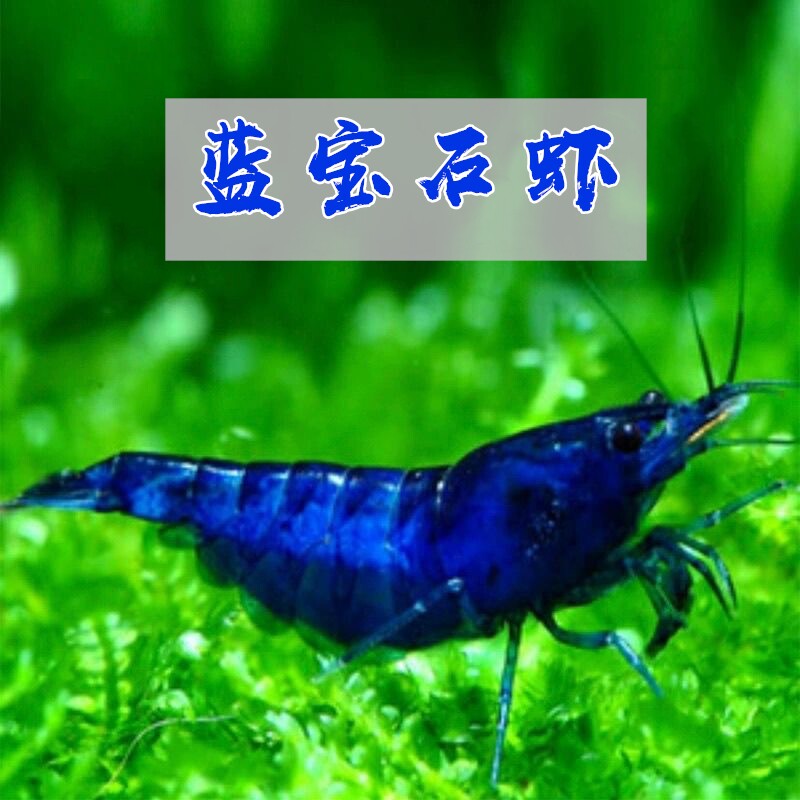 蓝宝石虾观赏虾工具虾除藻虾蓝钻虾冷水虾淡水虾清洁虾宠物淡水虾
