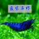 蓝宝石虾观赏虾工具虾除藻虾蓝钻虾冷水虾淡水虾清洁虾宠物淡水虾
