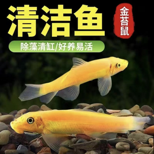 金苔鼠清洁鱼缸清道夫鱼金热带苔鼠观赏鱼青苔垃圾老鼠除藻工具