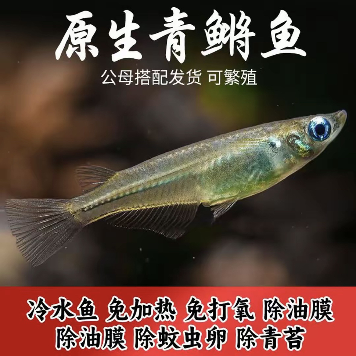 蓝眼睛原生鱼青鳉冷水鱼除油膜群游吃青苔小型鱼七彩好养耐活