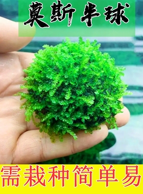 莫斯半球水草新手易养活体绿色球状植物造景垂类莫斯水草好活包邮