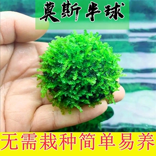 莫斯半球水草新手易养活体绿色球状植物造景垂类莫斯水草好活包邮