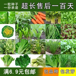 蔬菜种子孑大全 过年生菠芹莴笋小葱上海青菜籽 南方秋后冬天四季