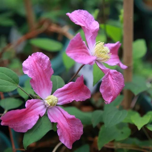 类全缘组切花线莲/其 星河流花三岛哈库里铁闪烁阿拉贝拉之小艺术 鲜花速递/花卉仿真/绿植园艺 绣球/木绣球/木本植物 原图主图