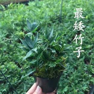 日本姬竹苔藓球盆景屋久岛竹四国矮竹小盆栽迷你竹子室内四季常青