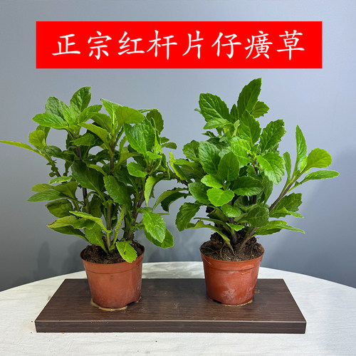正宗漳州红杆片仔癀草白凤菜