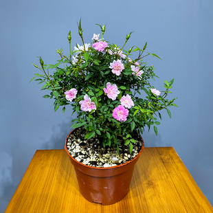 带花苞日本姬乙女老桩姬月季超微月季蔷薇迷你盆景开花四季盆栽