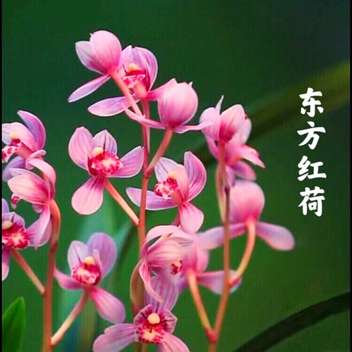 带花苞东方红荷室内兰花浓香四季
