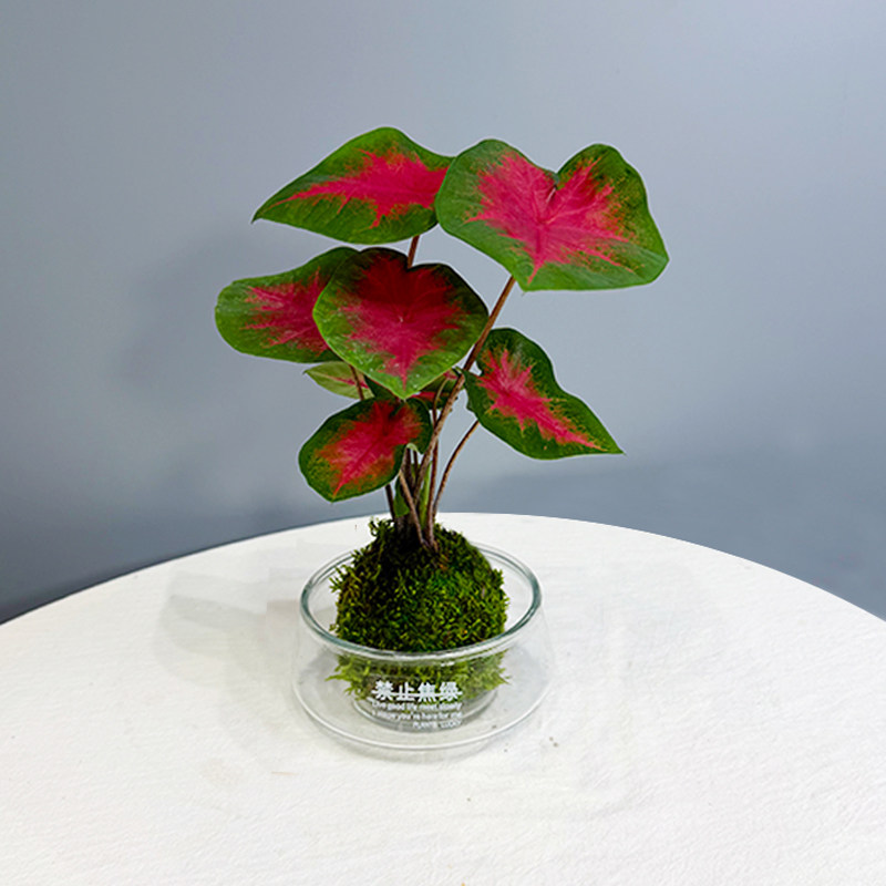 泰国彩叶芋盆栽ins观叶热植室内图片