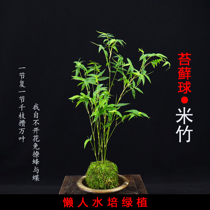 米竹室内盆栽水培苔藓球禅意雅室桌面微盆景绿植竹子苗观赏竹造景