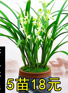 带花苞兰花苗大凤素浓香型四季