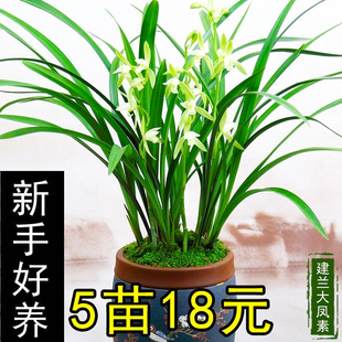 夏带花苞兰花苗建兰大凤素室内绿植盆栽浓香花卉高档开花四季 室内