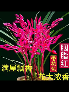 带花苞兰花苗蕙兰大花红花精品胭脂红浓香型室内好养花卉盆栽