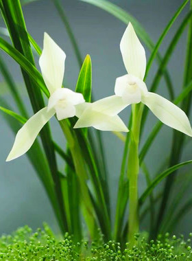 春兰雪影兰花带花苞浓香型名贵