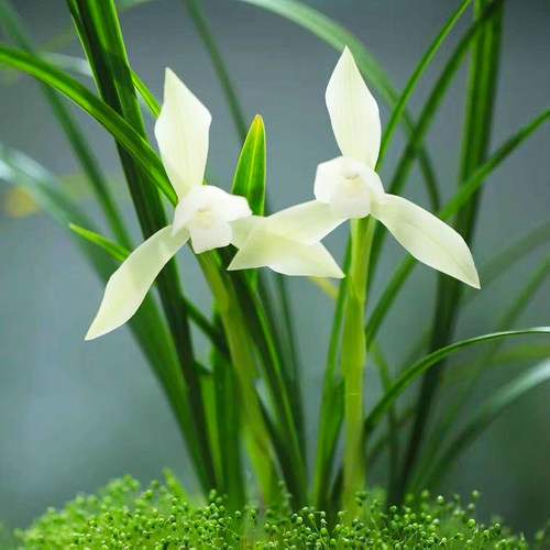 春兰雪影兰花带花苞浓香型名贵