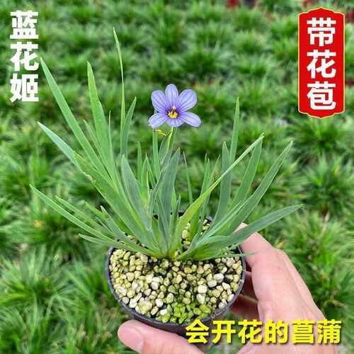 蓝花姬庭菖蒲室内春天带花苞