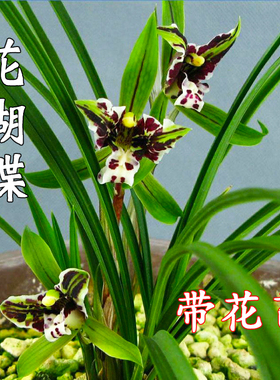 奇花带花苞浓香型兰花苗春兰花蝴蝶花卉盆景绿植春兰老种耐寒