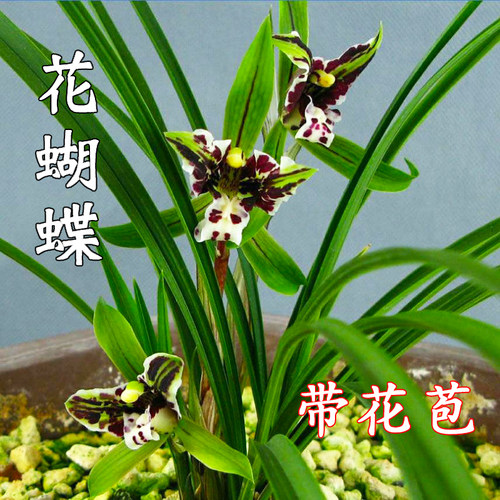 带花苞浓香型兰花苗春兰花蝴蝶