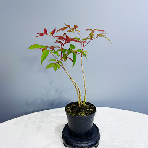 南京漆槭树野漆微型观叶盆景