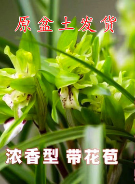 春兰余蝴蝶兰花带花苞浓香型奇花