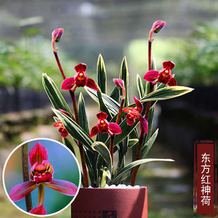 带花苞浓香型墨兰东方红神荷金边矮种绿植盆栽荷瓣原盆土发货