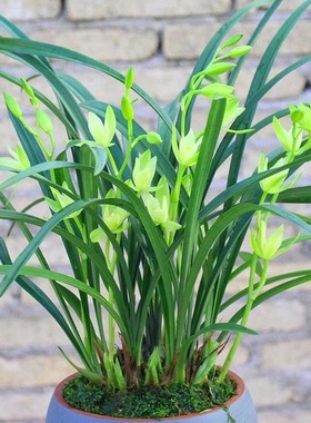 浓香型精品兰花建兰夏带花苞七仙女素花开花四季室内花卉盆栽好养