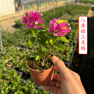 带花日本八房姬三角梅稀有品种原生苗盆栽重瓣紫红色阳台绿植