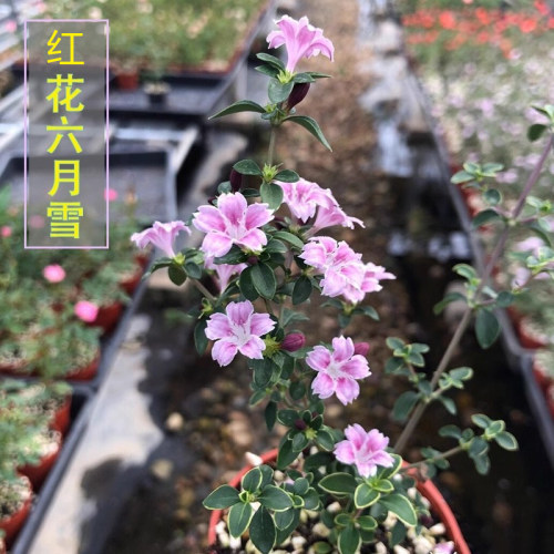 带花苞红花金边六月雪
