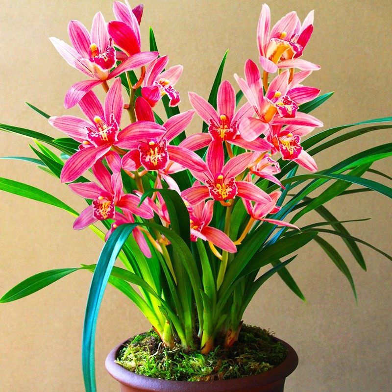 带5花苞红色大花蕙兰兰花苗状元红香水味浓香型室内花卉盆栽带盆,鲜花速递/花卉仿真/绿植园艺,国兰/杂交兰/洋兰类,淘宝优惠券,粉丝福利购,淘宝优惠卷