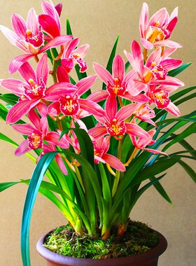 红色大花蕙兰兰花苗状元红香水味浓香型室内花卉盆栽带盆