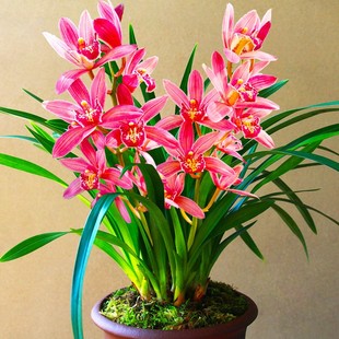 带5花苞红色大花蕙兰兰花苗状元红香水味浓香型室内花卉盆栽带盆