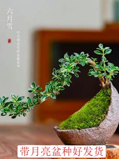 悬崖六月雪金边室内造型开花小盆栽禅意盆景小老桩桌面办公室趣味