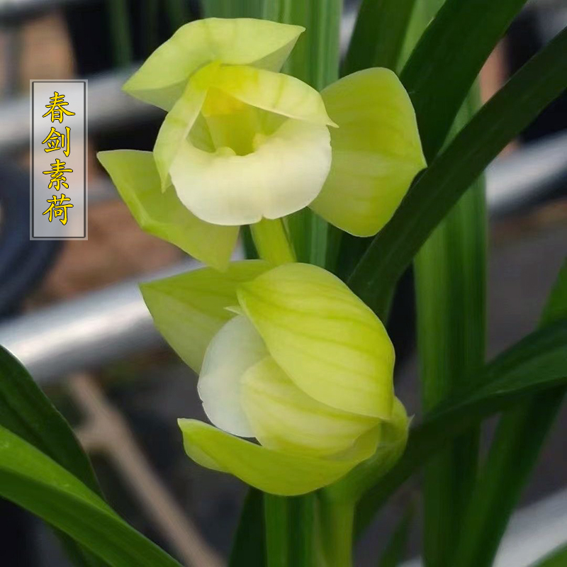 带花苞春剑素荷雨露兰花苗浓香型