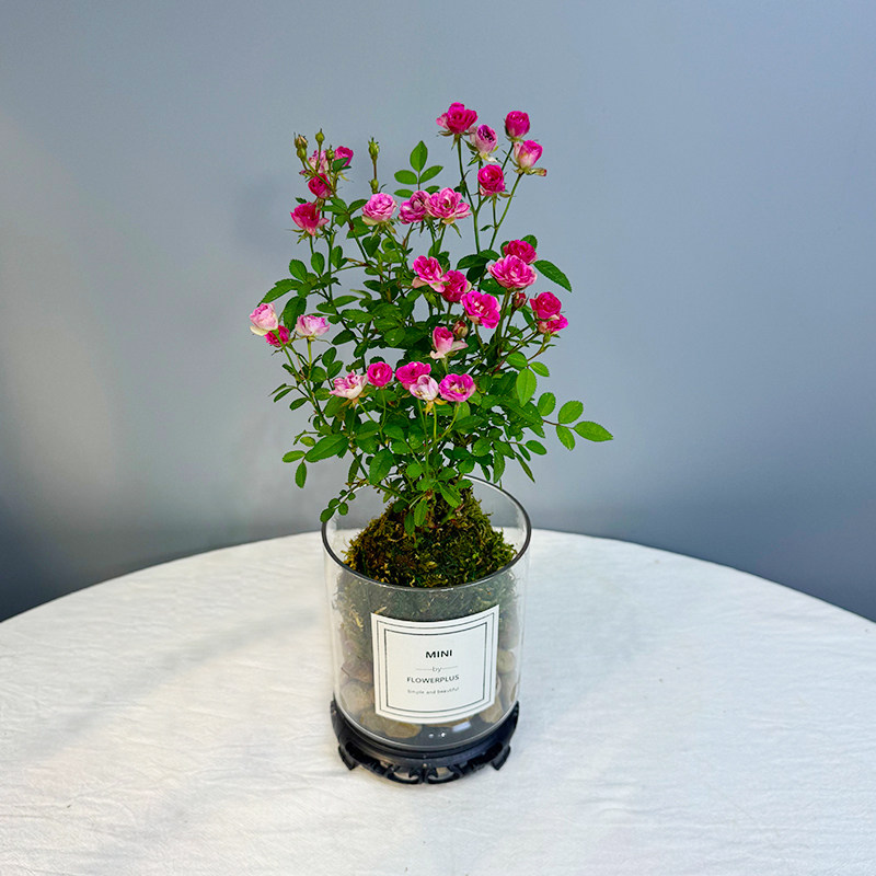 带花苞四季开花迷你微型月季苔藓球须惠姬月季阳台桌面绿植花卉,鲜花速递/花卉仿真/绿植园艺,月季/蔷薇/玫瑰,淘宝优惠券,粉丝福利购,淘宝优惠卷