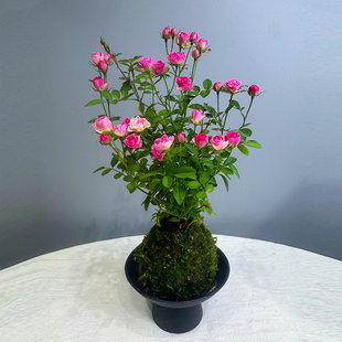 水培带花苞苔藓球超微月季 开花迷你阳台净化空气桌面绿花卉 四季