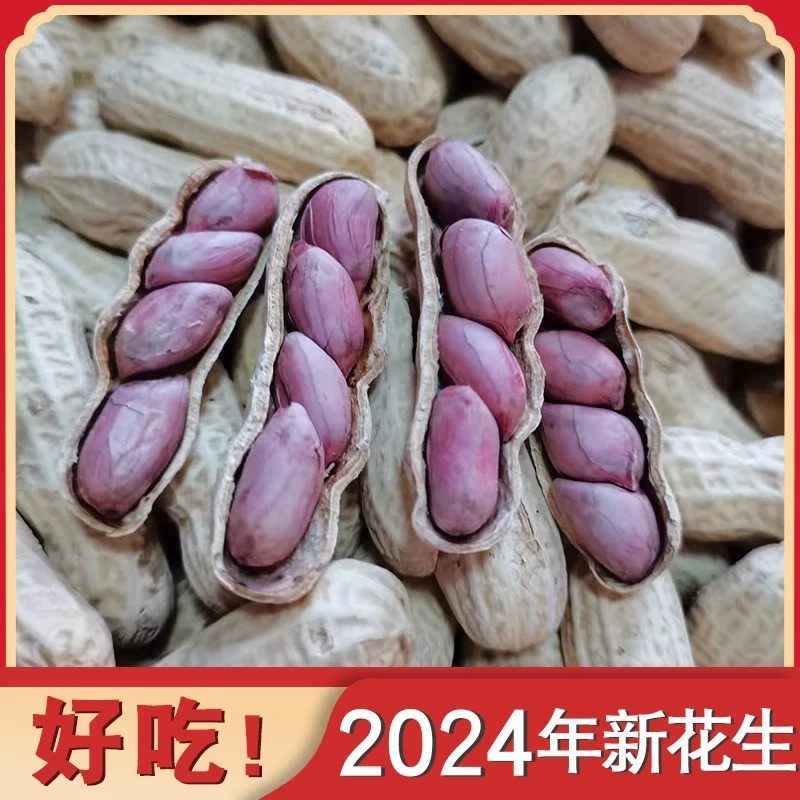 正宗福建龙岩湿烤四粒紫衣花生连城特产农家水煮香脆炒熟带壳花生