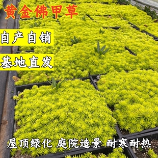 黄金佛甲草皮金叶过路黄万年草中华景天屋顶庭院绿化草坪多年生