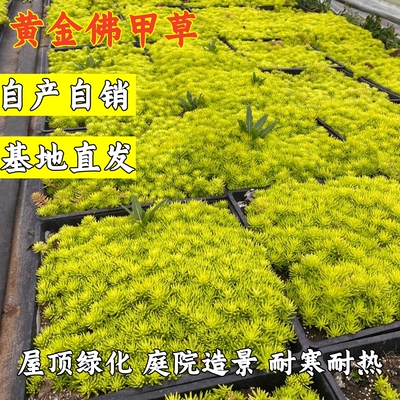 黄金佛甲草皮金叶过路黄万年草中华景天屋顶庭院绿化草坪多年生