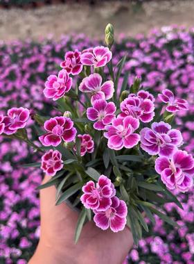 欧石竹花苗初吻石竹多年生常绿开花草坪盆栽庭院耐寒耐旱宿根粉贝