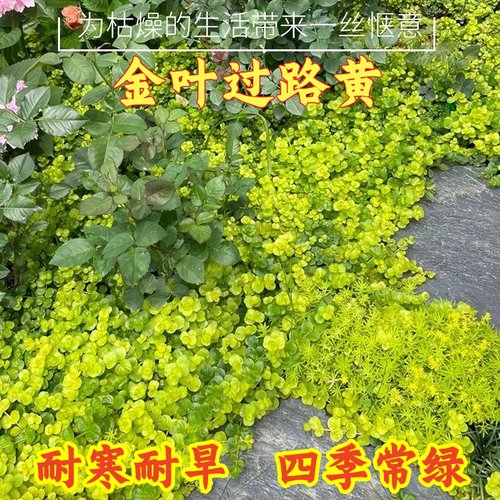 黄金佛甲草金叶过路黄万年草中华景天屋顶庭院绿化草坪多年生常绿