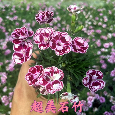 欧石竹超美石竹常绿开花耐寒耐旱