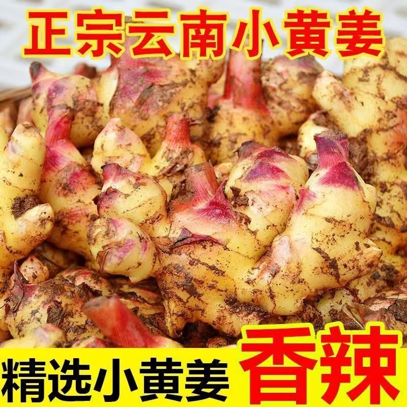 正宗云南小黄姜小块姜辛辣味浓现挖整箱包邮