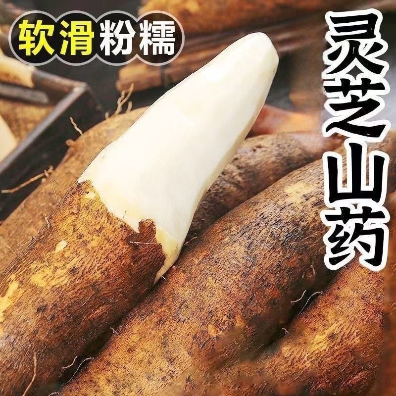 云南高山红土灵芝山药香糯可口现挖现发农家自种包邮