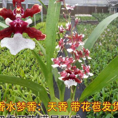 带花苞发货天香梦香文心兰巧克力浓香奶香味新品花色好养带土发货