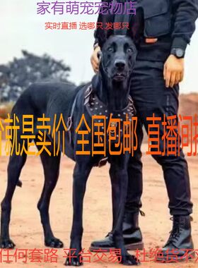 黑狼幼犬墨届看家护院犬